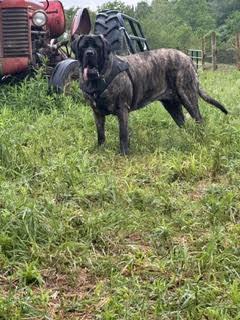 Enlarge Athena *Courtesy Post*, a Adoptable Mastiff in Chambersburg, PA image 2/3