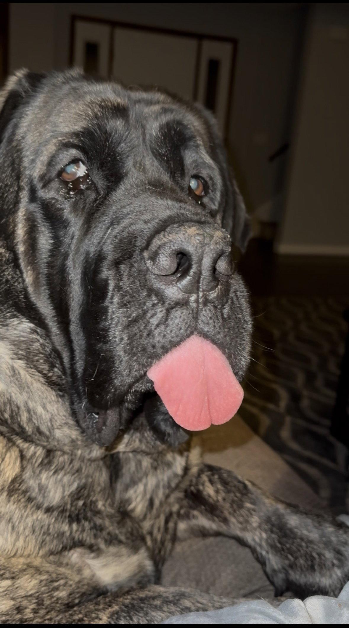 Enlarge Athena *Courtesy Post*, a Adoptable Mastiff in Chambersburg, PA image 3/3