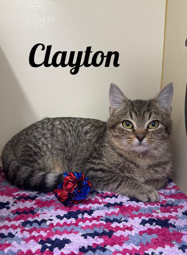 Enlarge Clayton, an adopted Domestic Short Hair in Manistee, MI image 1/1