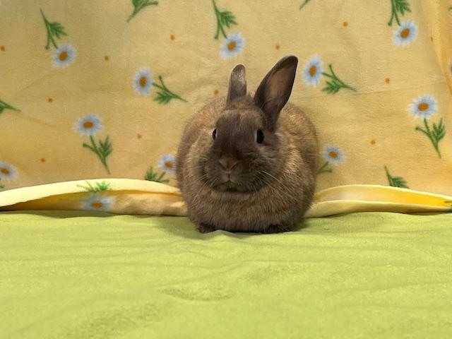 Helena, Adopted, Young Female Dwarf.