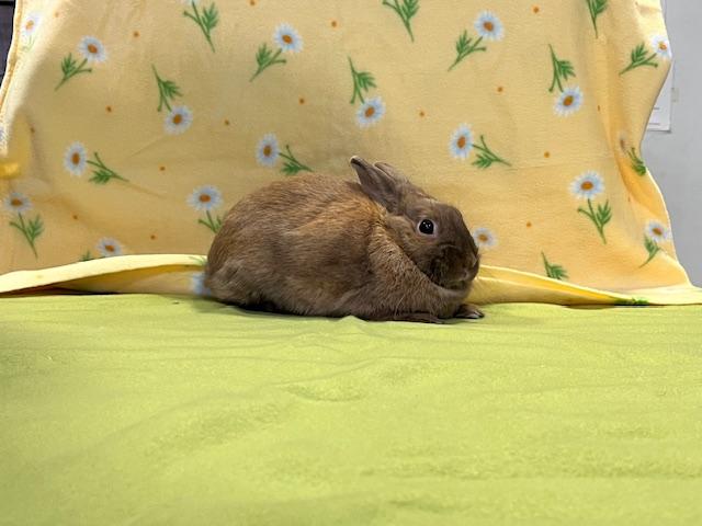 Enlarge Helena, a Adopted Dwarf in Erie, PA image 2/3