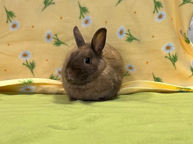 Enlarge Helena, a Adopted Dwarf in Erie, PA image 3/3