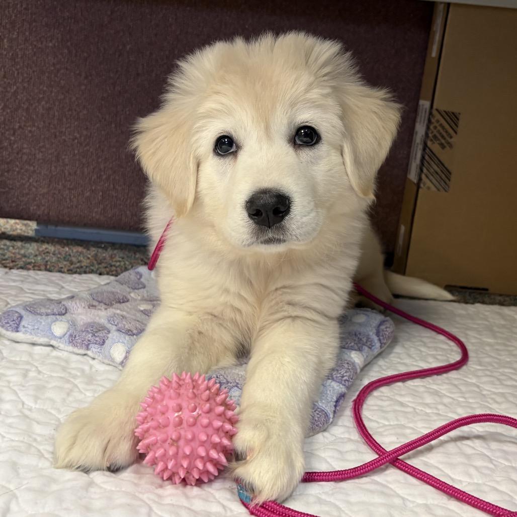 Reagan, Adoptable, Puppy Female Anatolian Shepherd & Mixed Breed.