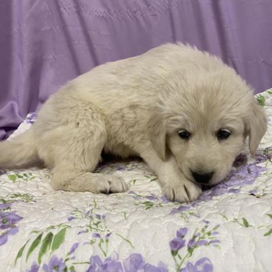 Enlarge Reagan, a Adoptable mixed breed in Newberg, OR image 2/6