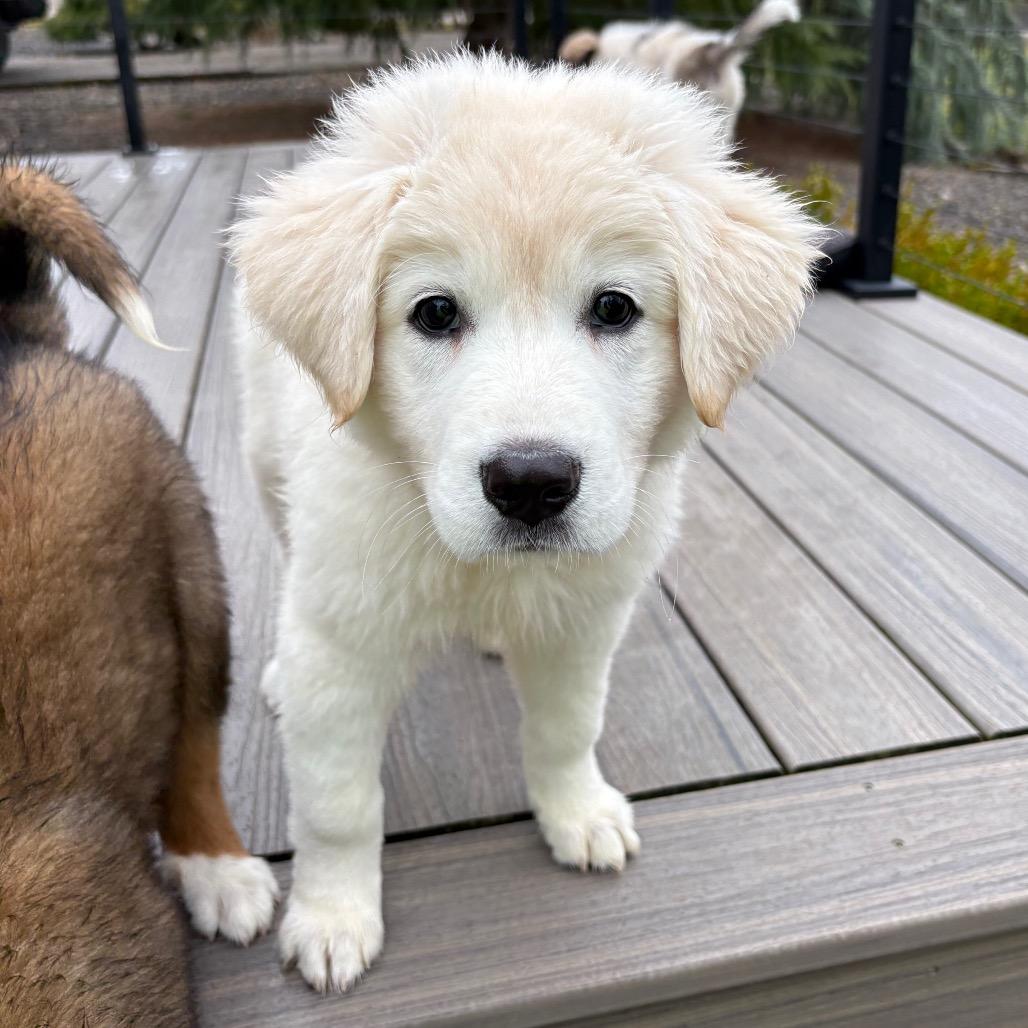 Enlarge Reagan, a Adoptable mixed breed in Newberg, OR image 3/6