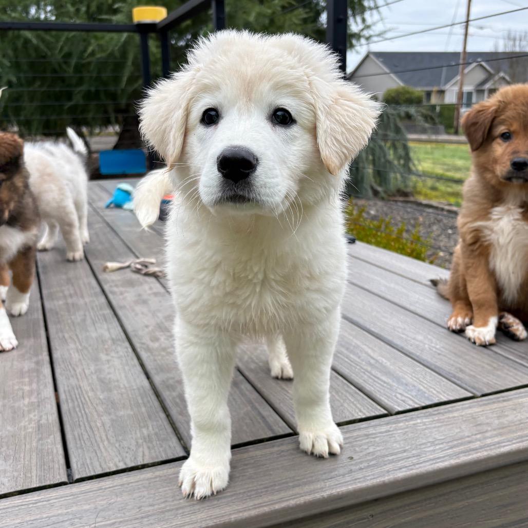 Enlarge Reagan, a Adoptable mixed breed in Newberg, OR image 4/6