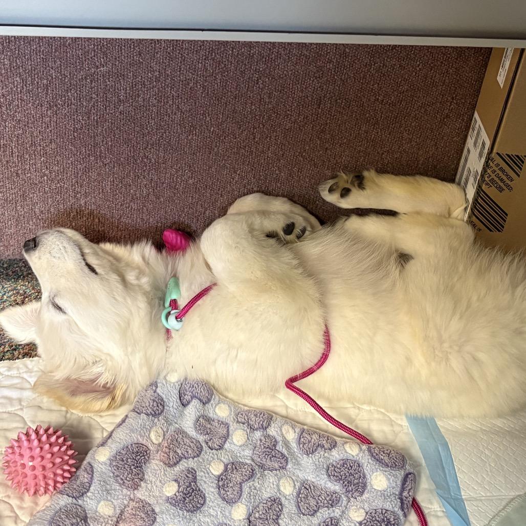 Enlarge Reagan, a Adoptable mixed breed in Newberg, OR image 5/6