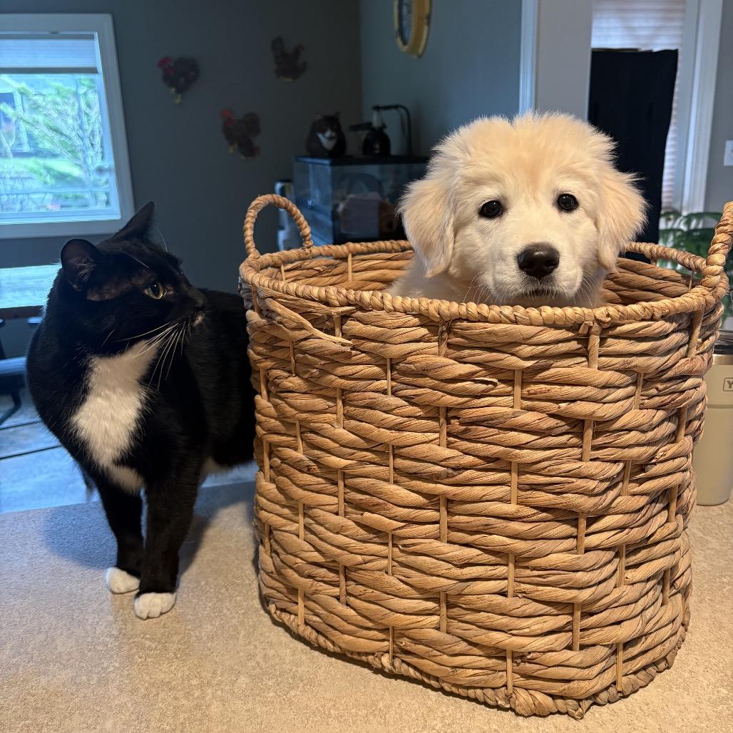 Enlarge Reagan, a Adoptable mixed breed in Newberg, OR image 6/6