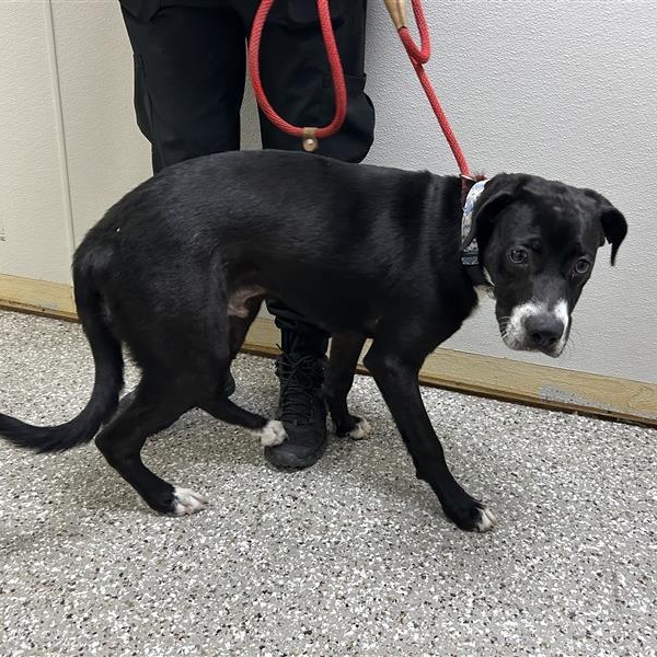 Enlarge Bennie, an adopted mixed breed in Defuniak Springs, FL image 2/2