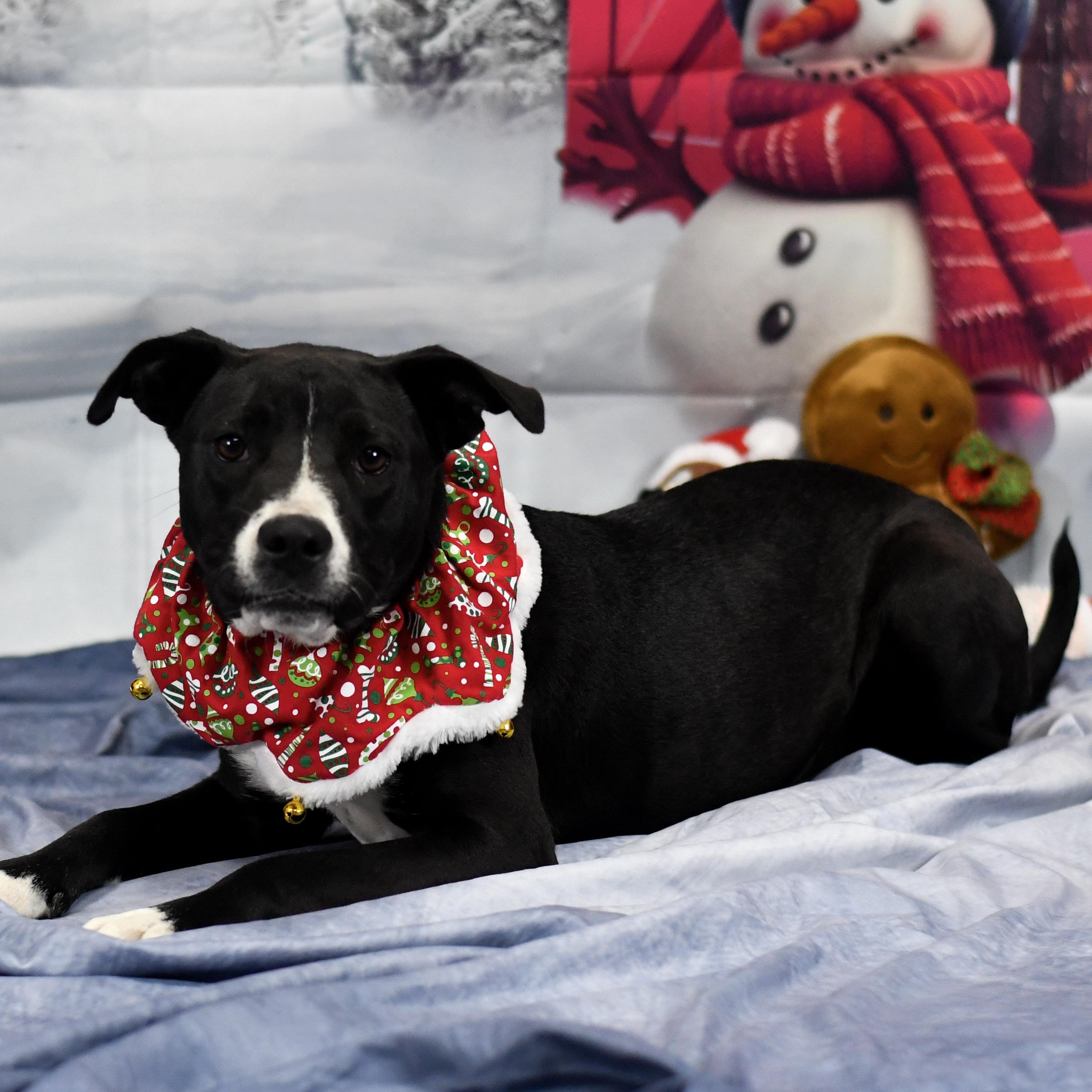 Enlarge Bennie, an adopted mixed breed in Defuniak Springs, FL image 1/2