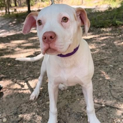Enlarge Rustie, a Adoptable mixed breed in Voorhees, NJ image 1/2