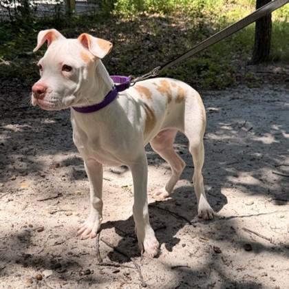 Enlarge Rustie, a Adoptable mixed breed in Voorhees, NJ image 2/2