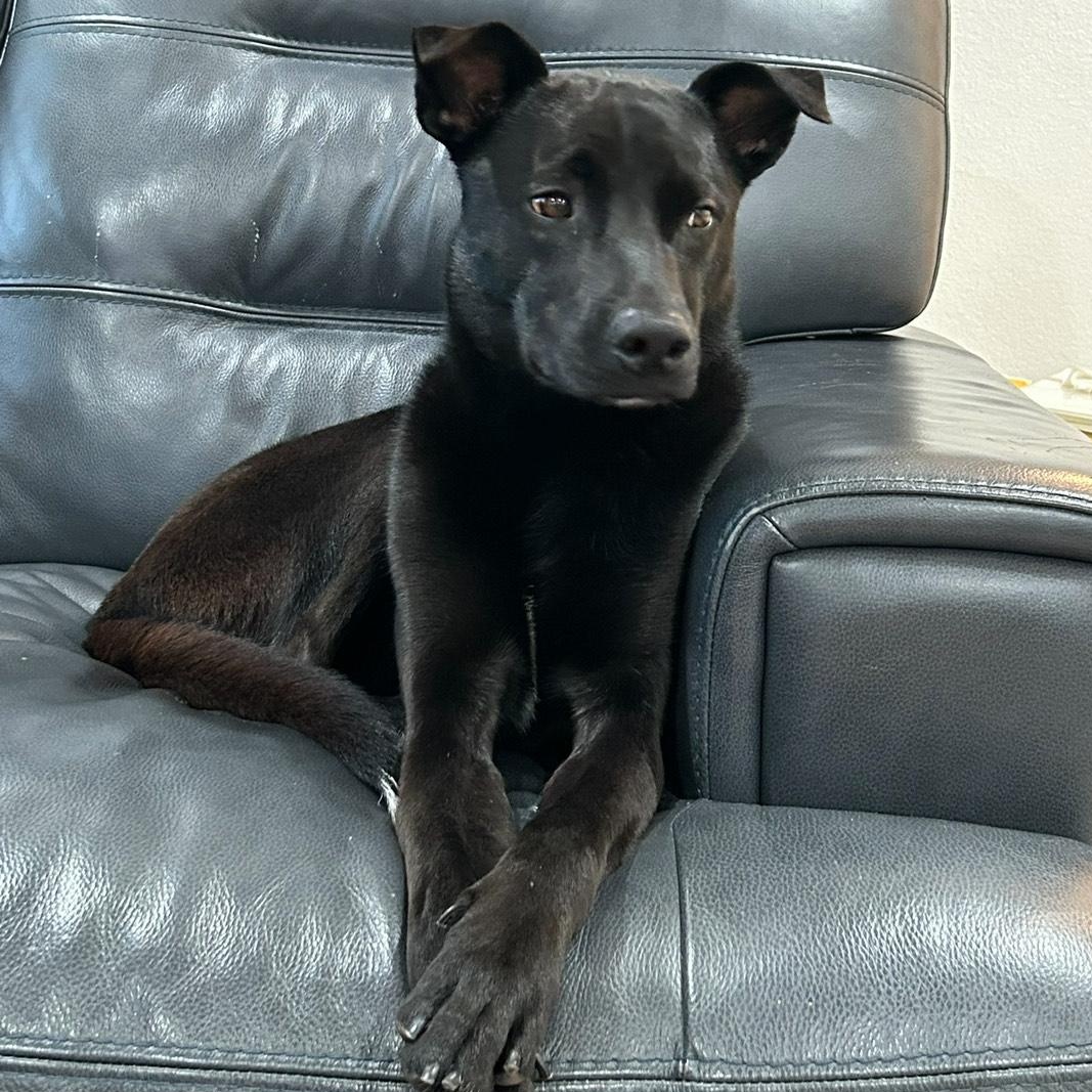 Enlarge Joey, an adopted mixed breed in Berkeley, CA image 1/5