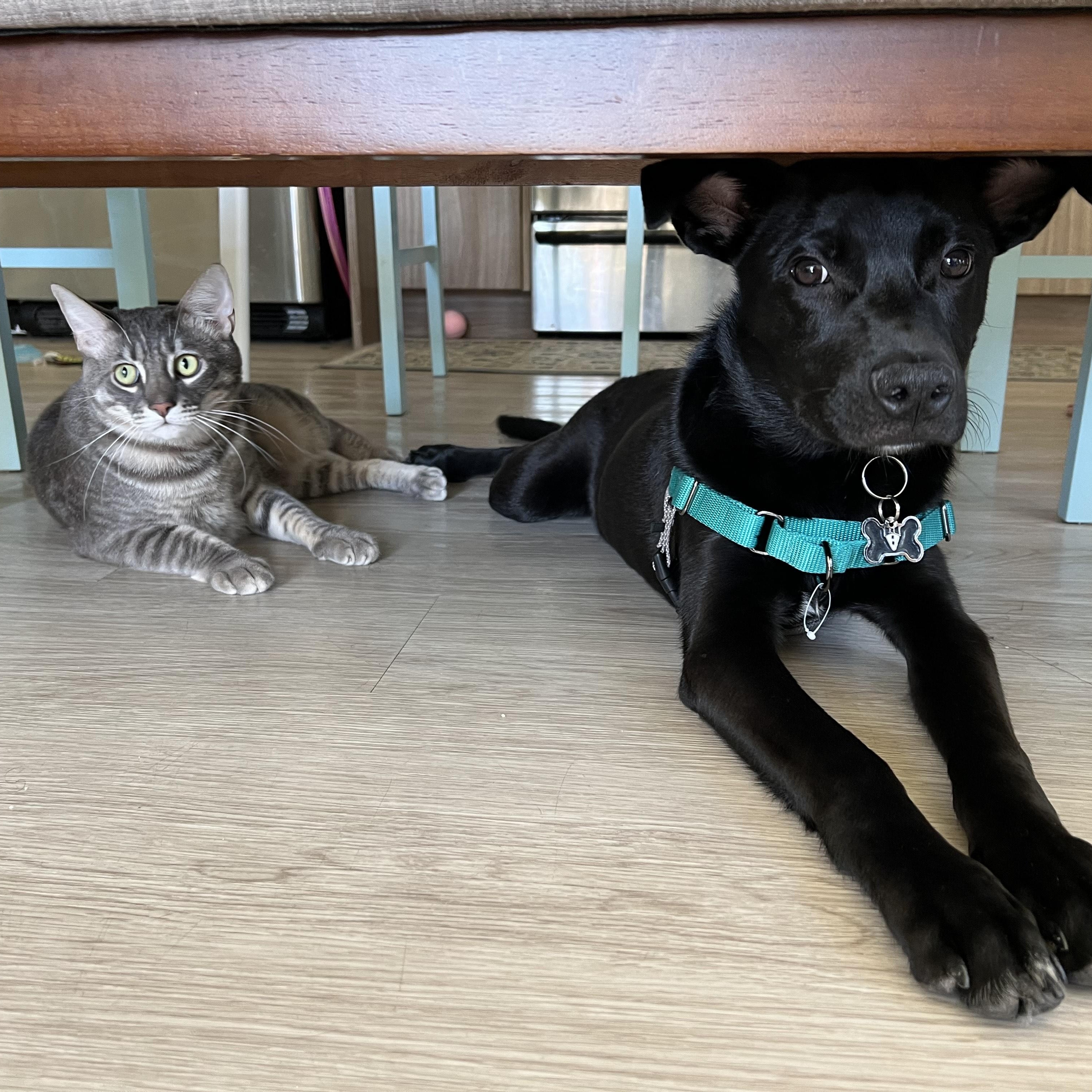 Enlarge Joey, an adopted mixed breed in Berkeley, CA image 2/5