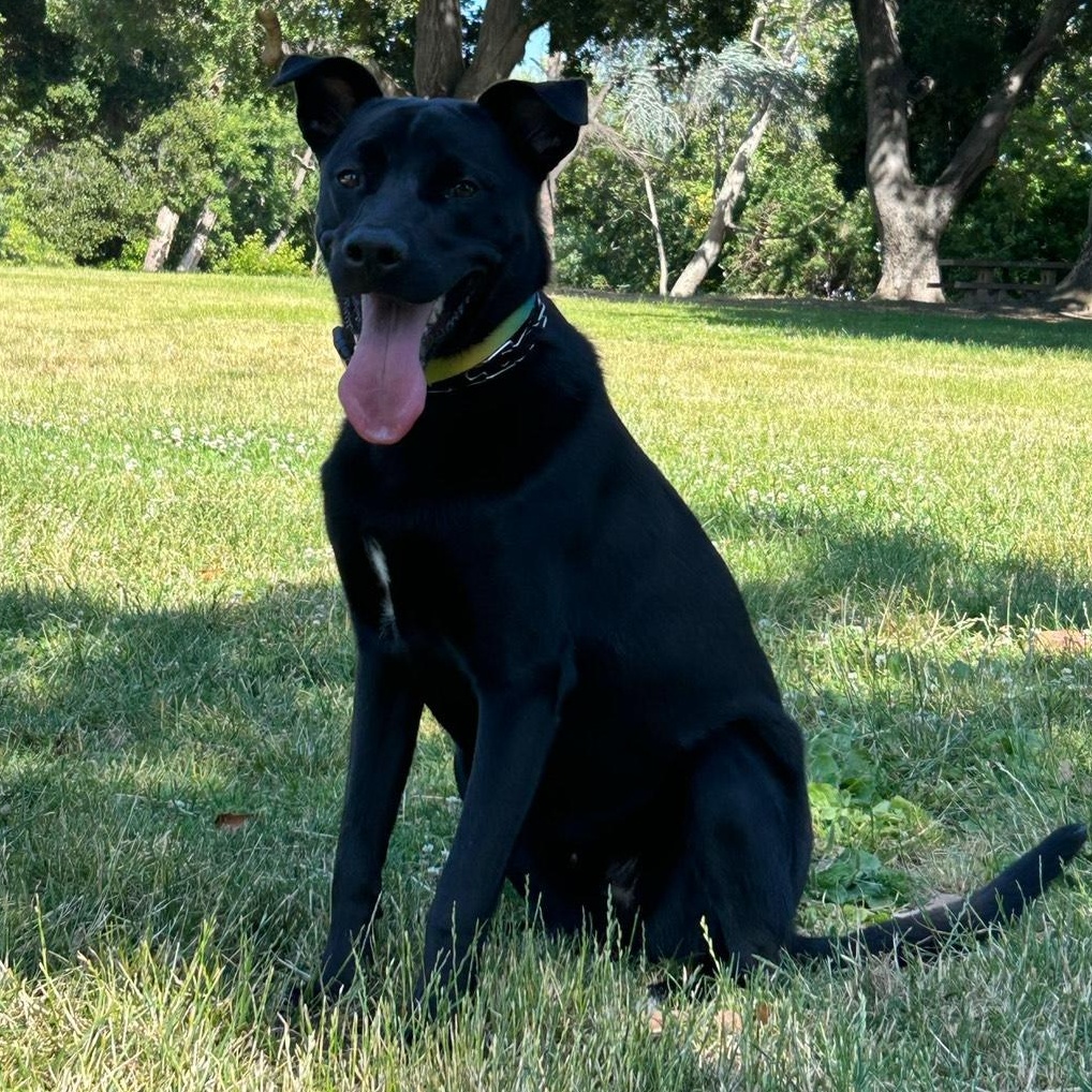 Enlarge Joey, an adopted mixed breed in Berkeley, CA image 5/5