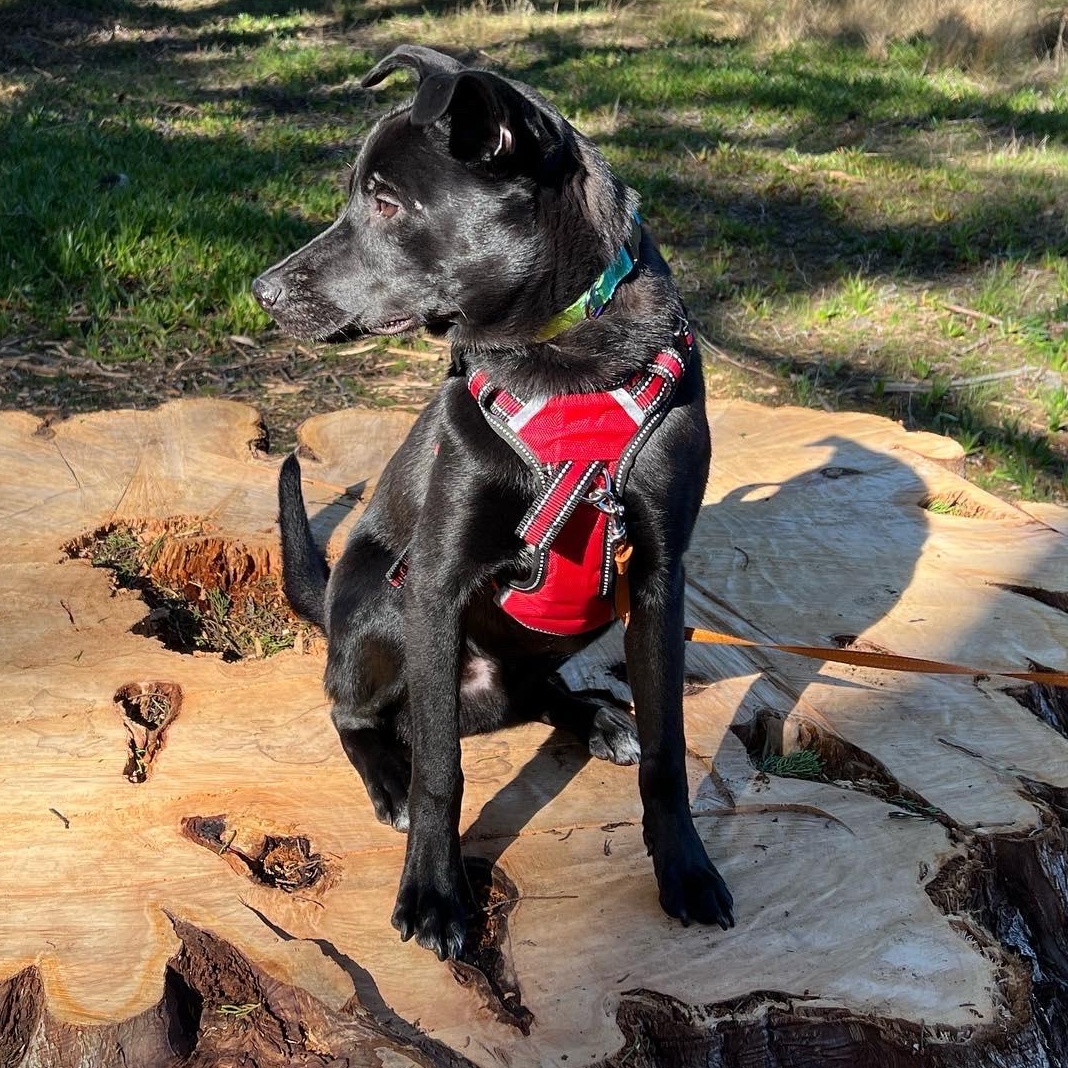 Enlarge Joey, an adopted mixed breed in Berkeley, CA image 4/5