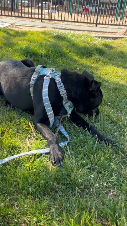 Enlarge Joey, an adopted mixed breed in Berkeley, CA video 3/5