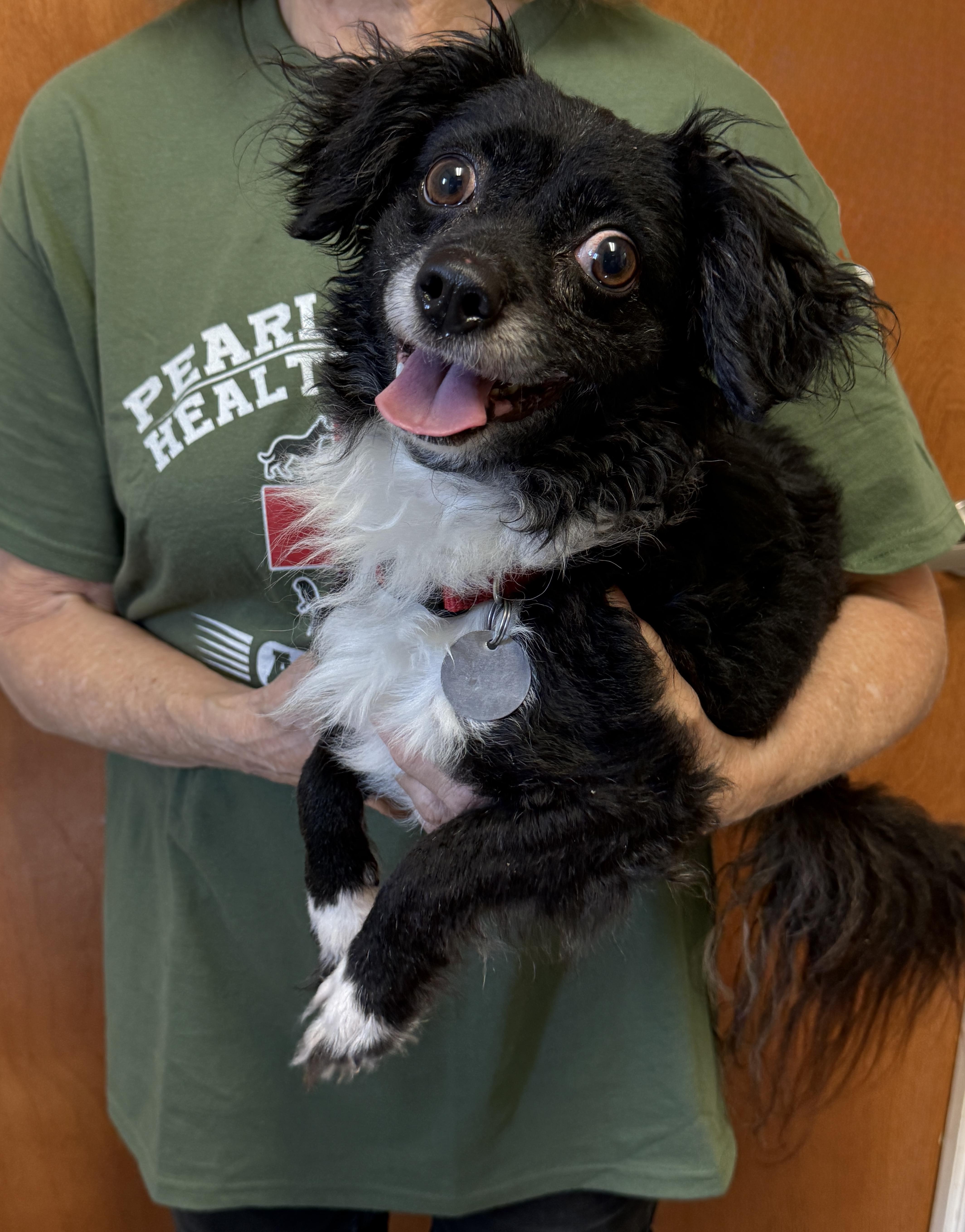 Mr. Magoo, a ADOPTABLE mixed breed in Houston, TX image 5/6