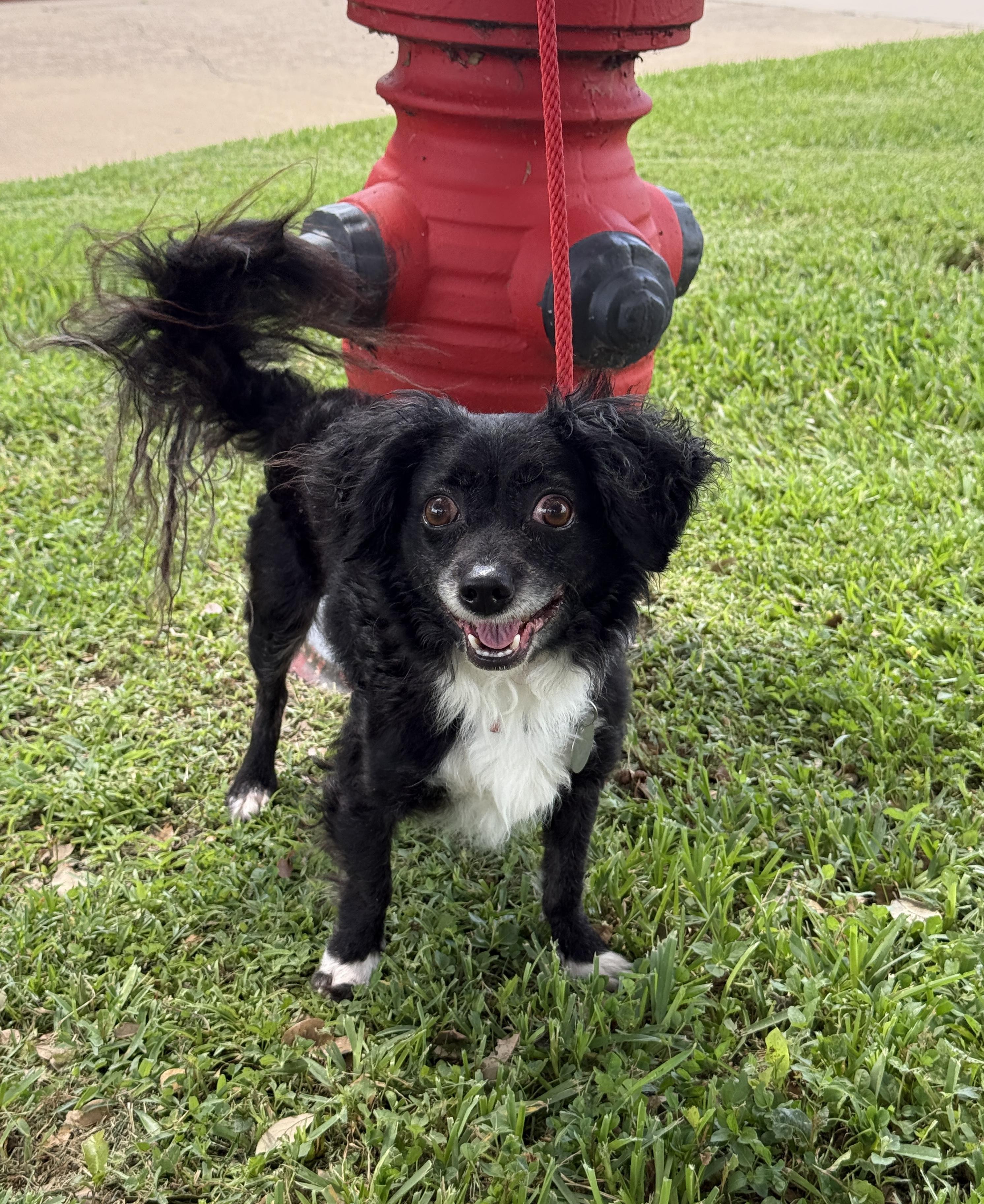 Mr. Magoo, a ADOPTABLE mixed breed in Houston, TX image 2/6