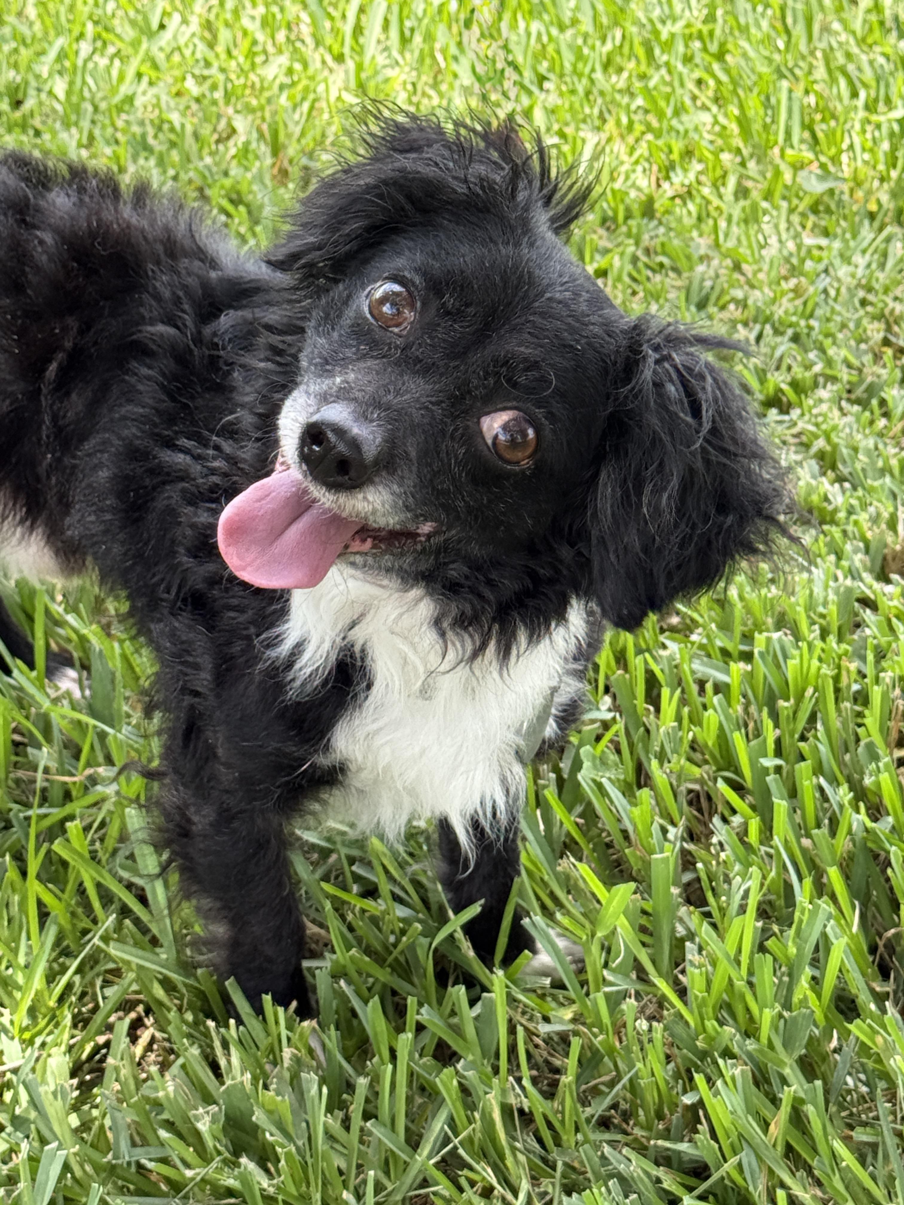 Mr. Magoo, ADOPTABLE, Adult Male Cavalier King Charles Spaniel & Miniature Poodle.