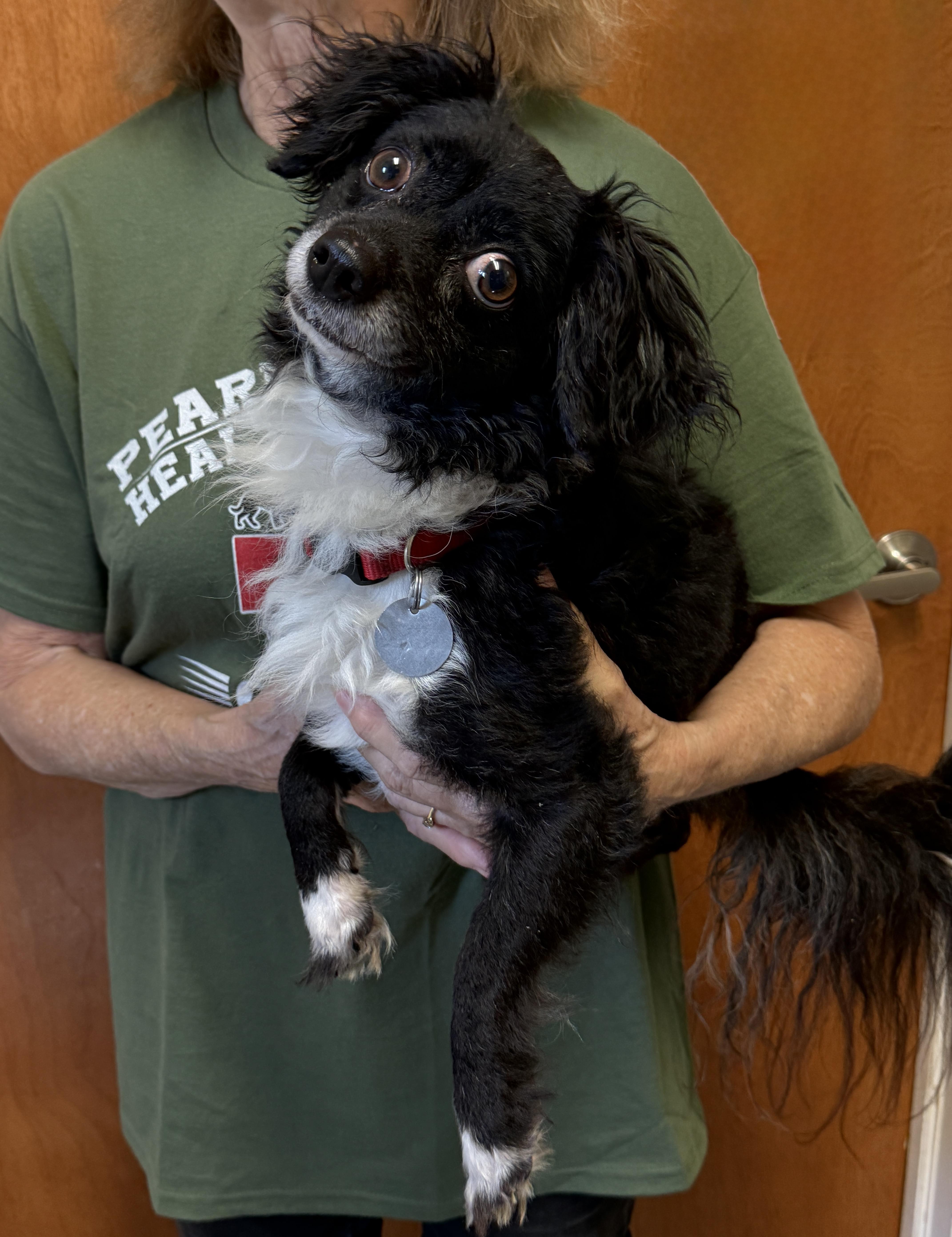 Mr. Magoo, a ADOPTABLE mixed breed in Houston, TX image 3/6