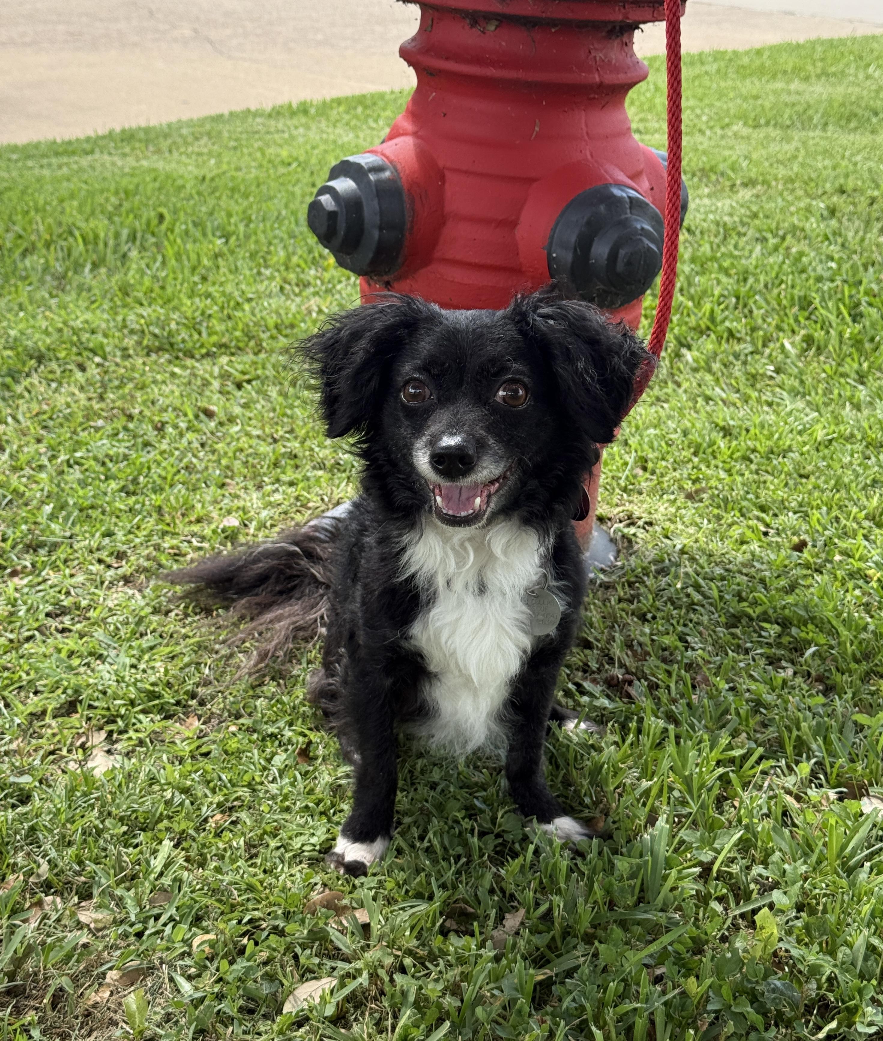 Mr. Magoo, a ADOPTABLE mixed breed in Houston, TX image 4/6