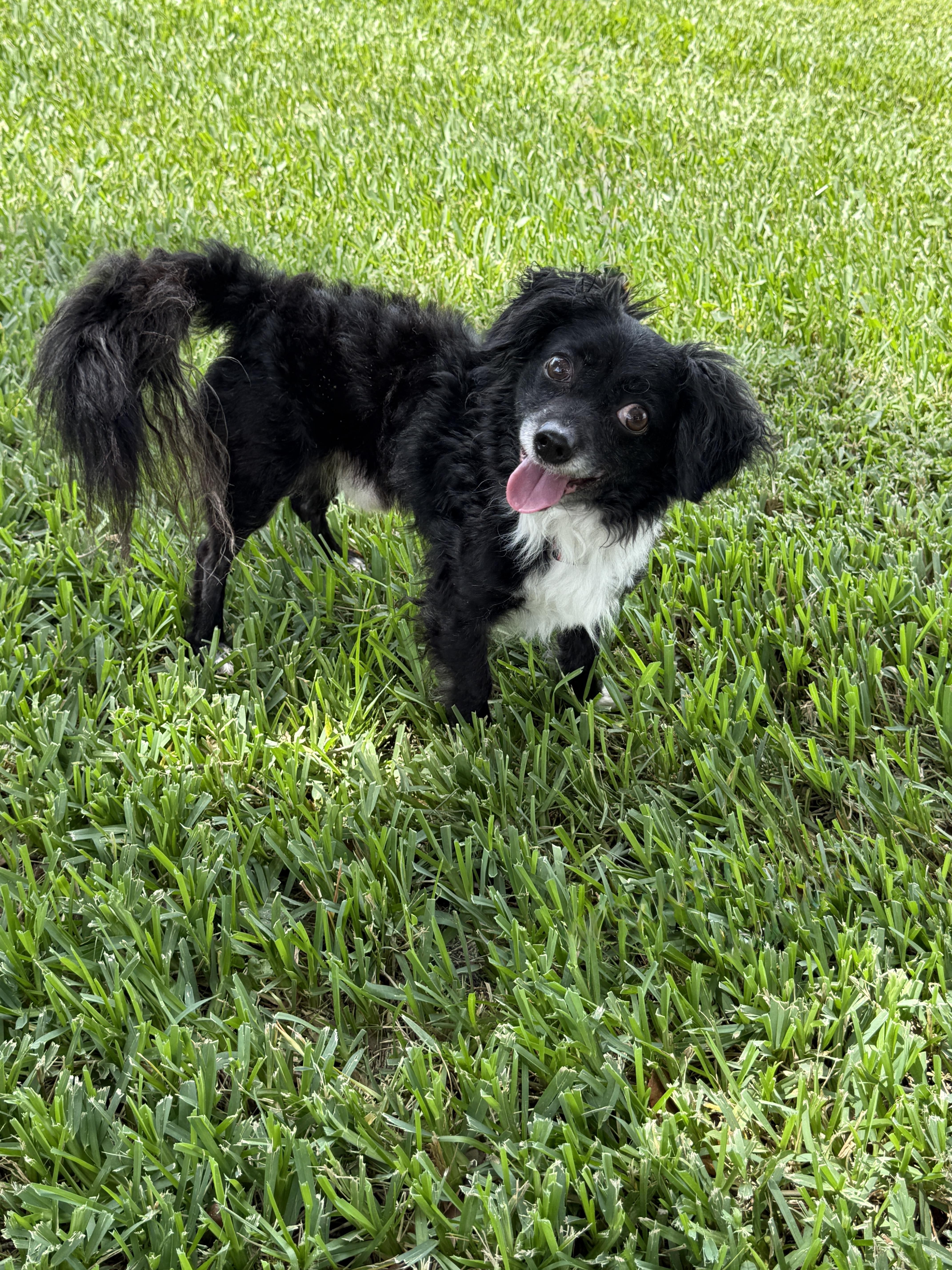 Mr. Magoo, a ADOPTABLE mixed breed in Houston, TX image 6/6
