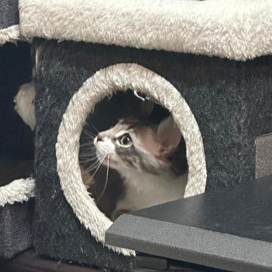 Enlarge Holly, an adopted mixed breed in Lombard, IL image 3/5