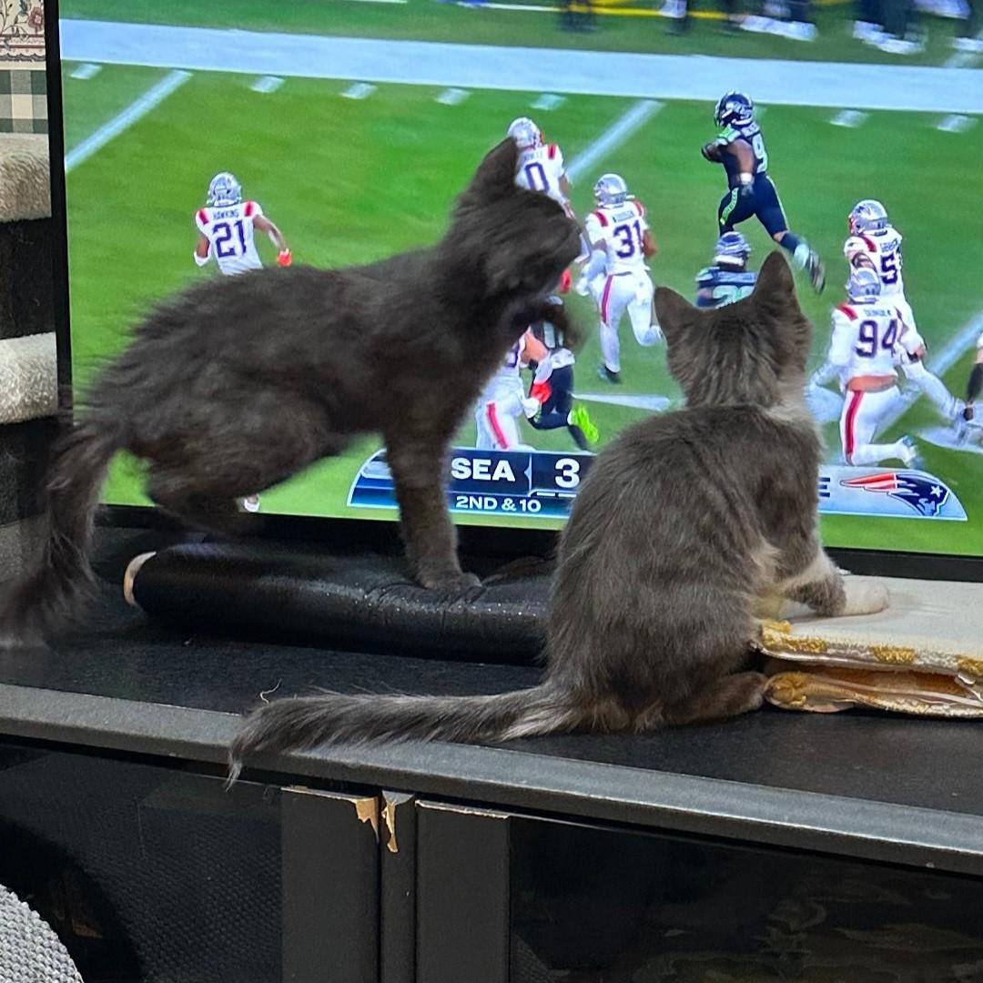 Enlarge Holly, an adopted mixed breed in Lombard, IL image 5/5