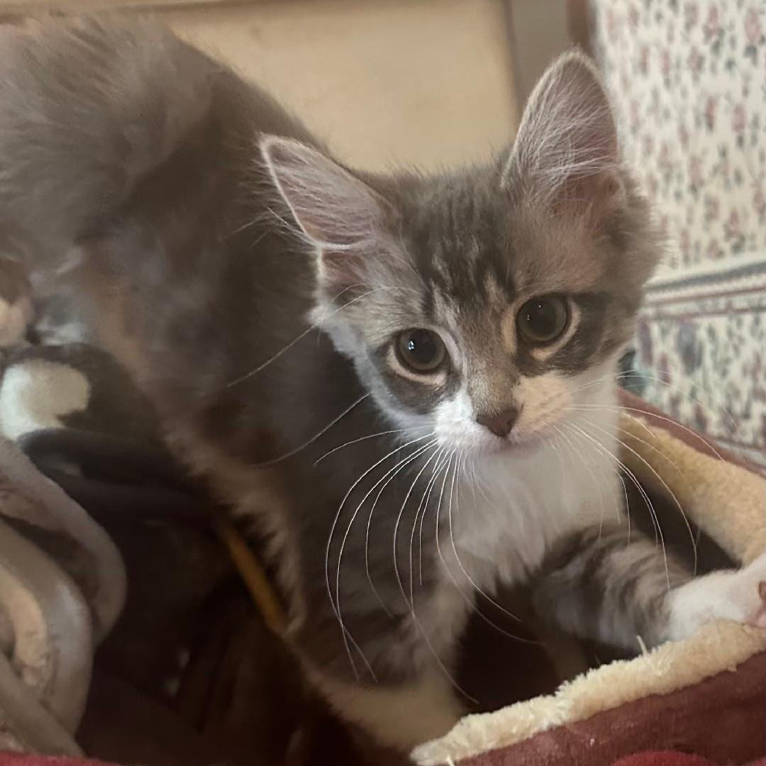 Holly, adopted, Kitten Female Tabby & Domestic Long Hair.