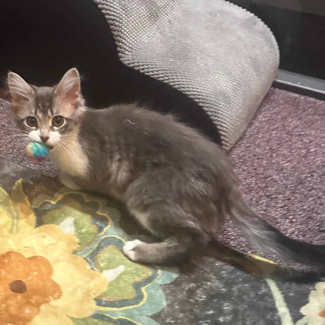 Enlarge Holly, an adopted mixed breed in Lombard, IL image 2/5