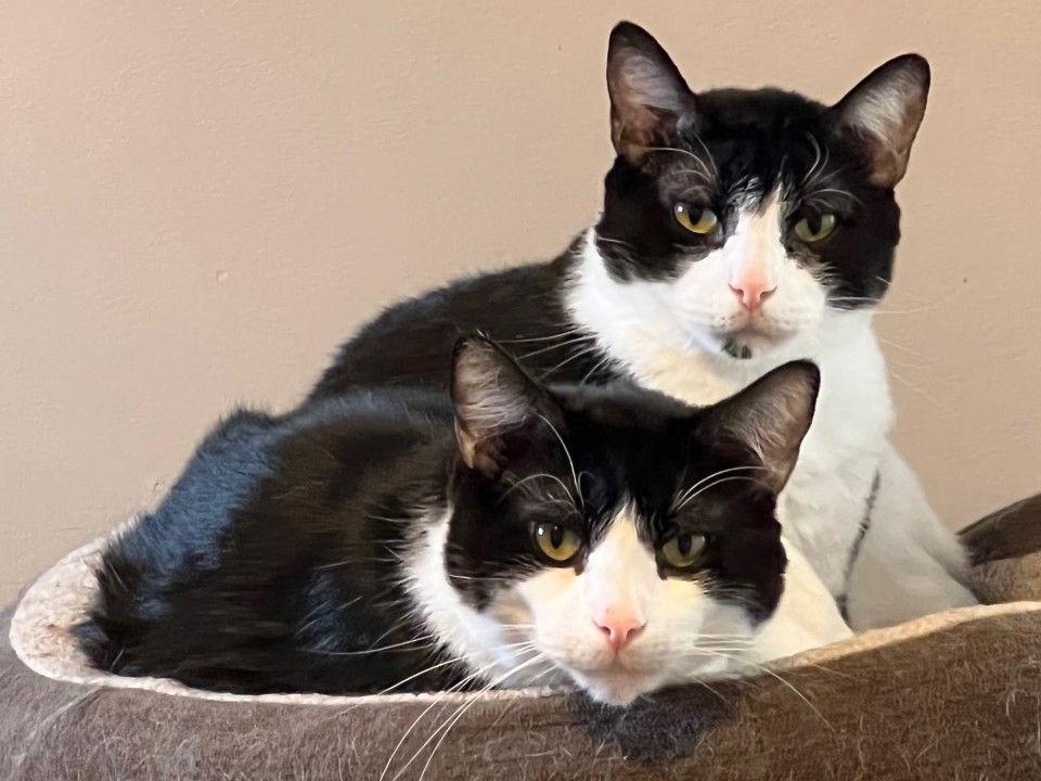 Domino (bonded with DB), a Adoptable Domestic Short Hair in Eureka, MO image 1/6