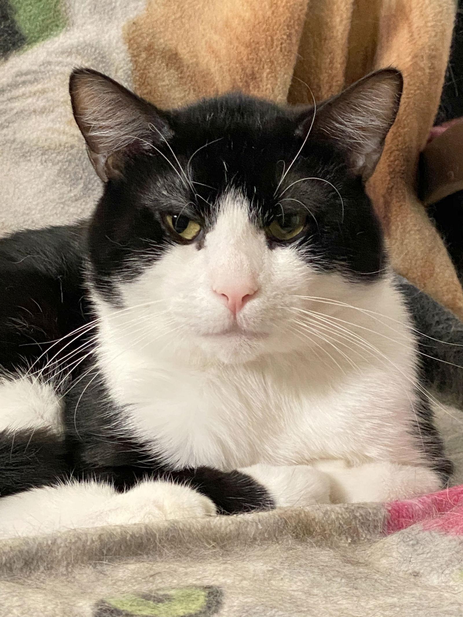 Domino (bonded with DB), a Adoptable Domestic Short Hair in Eureka, MO image 2/6