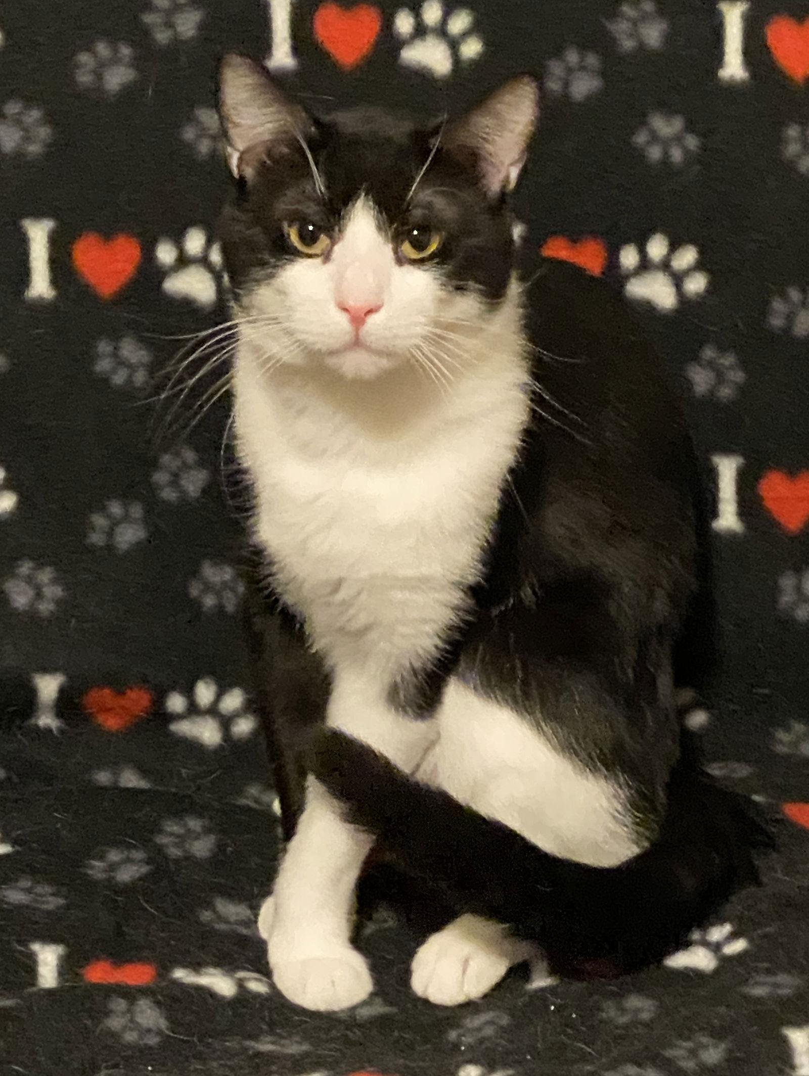 Domino (bonded with DB), Adoptable, Adult Male Domestic Short Hair.