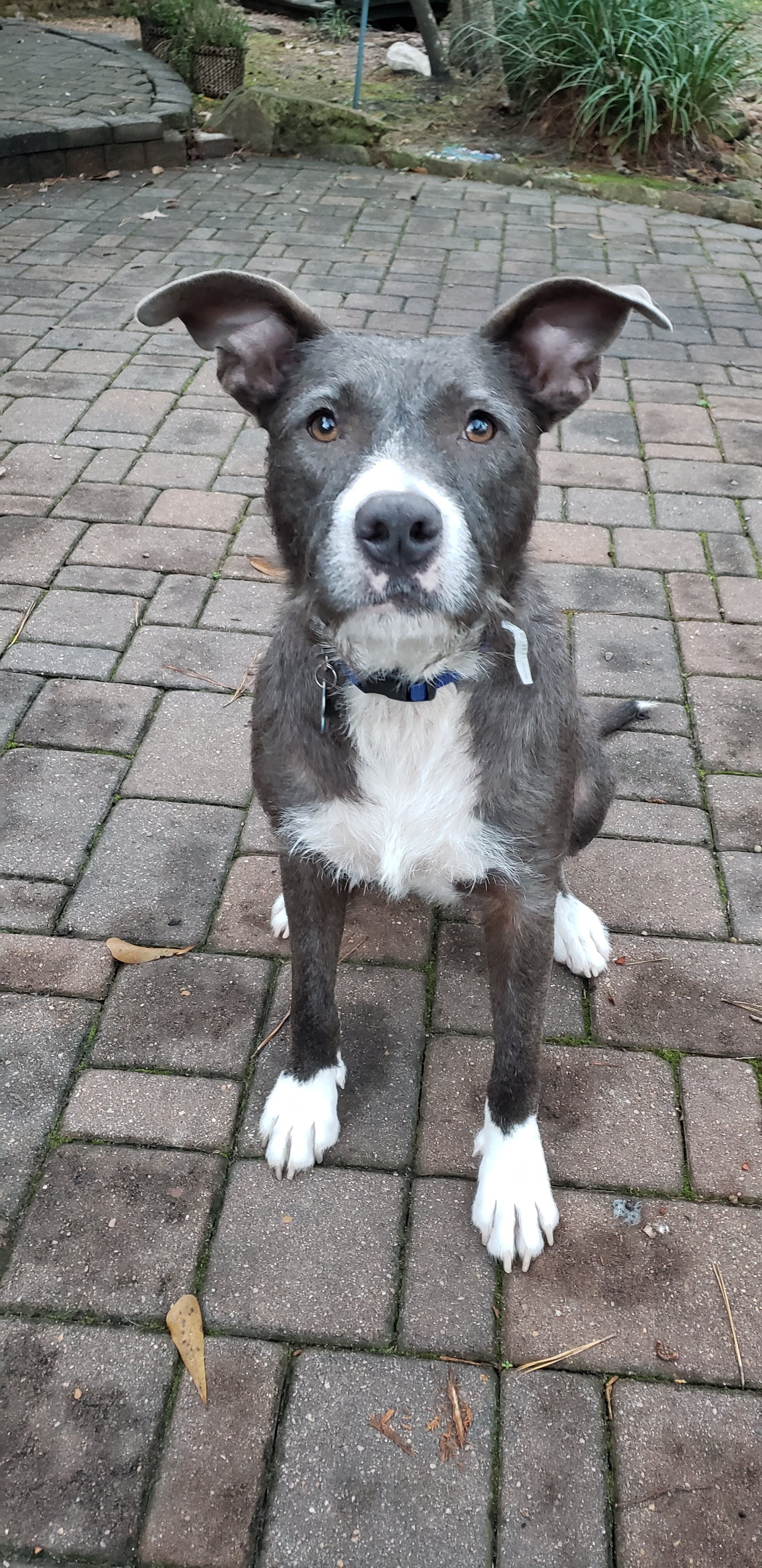 Pancake, Adoptable, Adult Female Wirehaired Terrier.