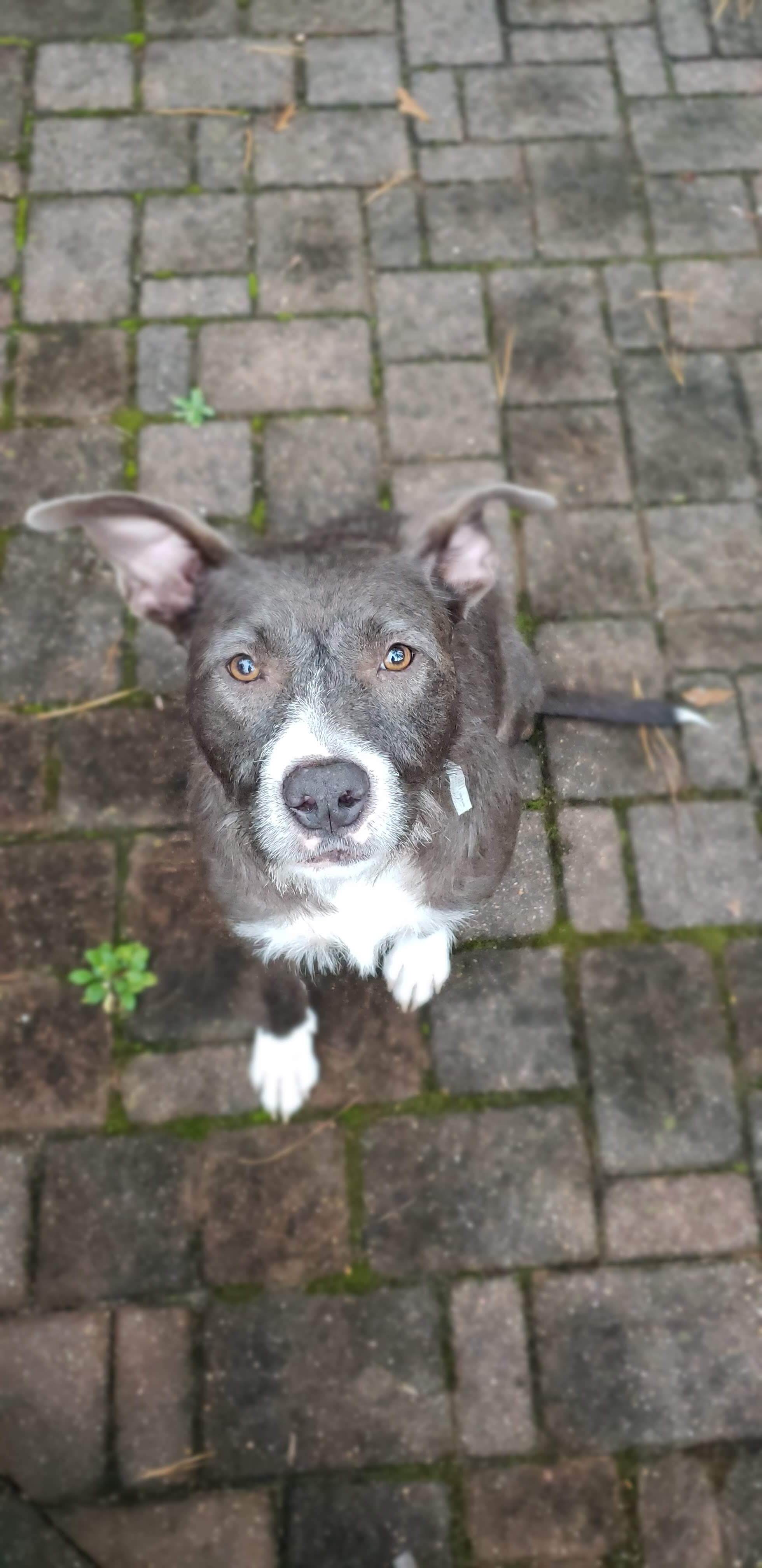 Pancake, Adoptable, Adult Female Wirehaired Terrier.