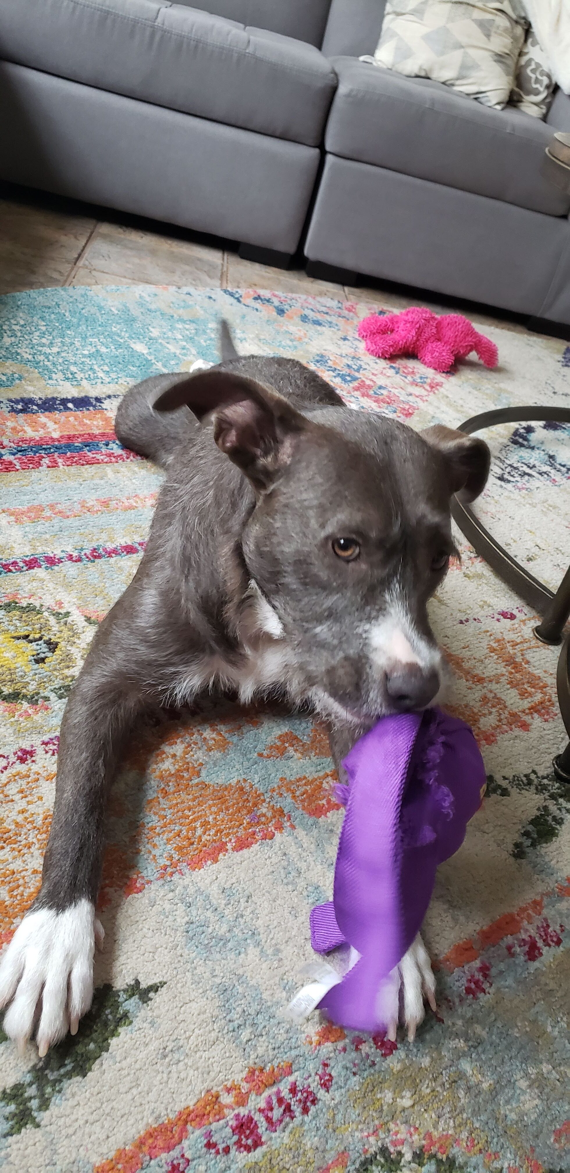 Enlarge Pancake, a Adoptable mixed breed in Portland, OR image 5/14