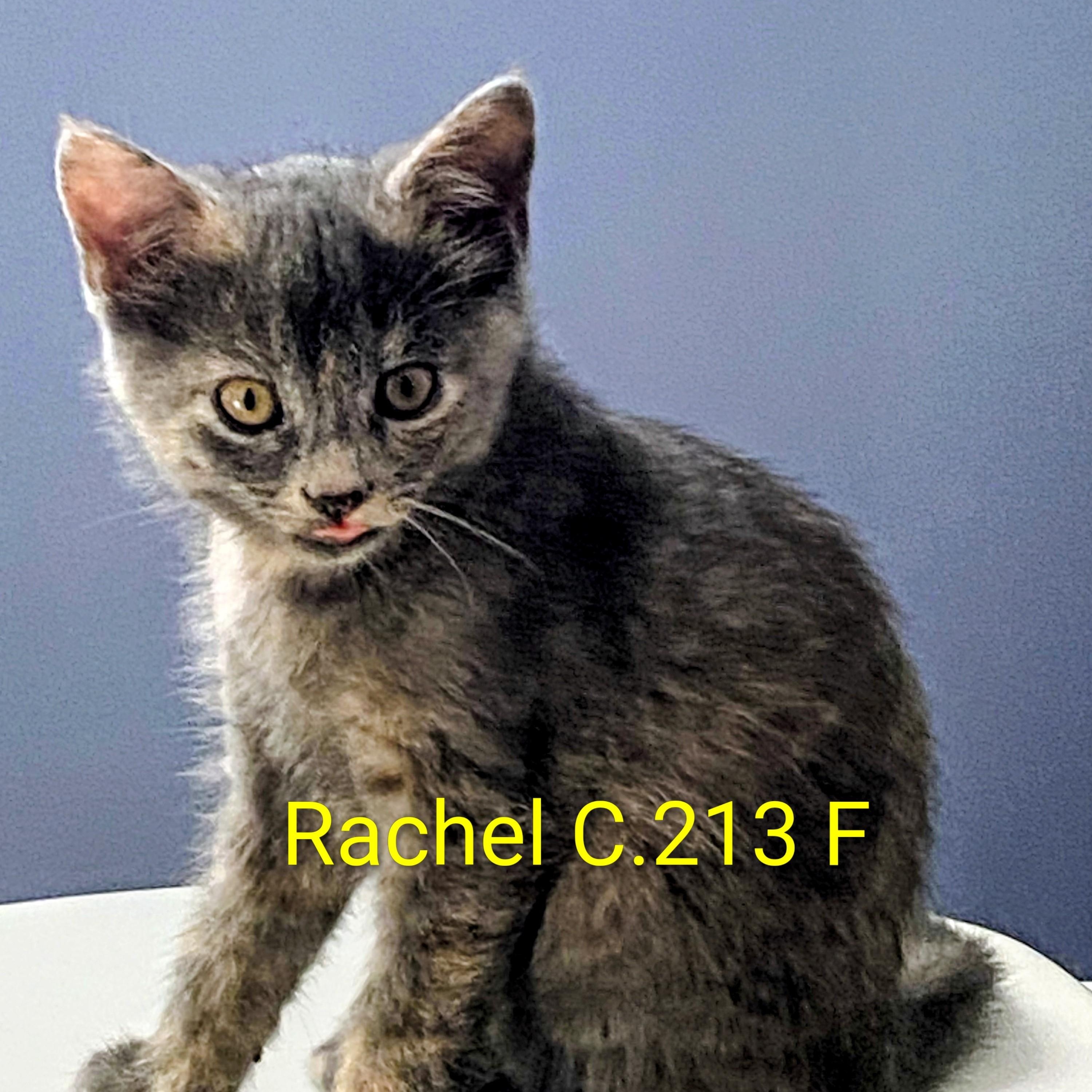 Enlarge Foster Rachel, a Adoptable mixed breed in Batavia, NY image 1/1