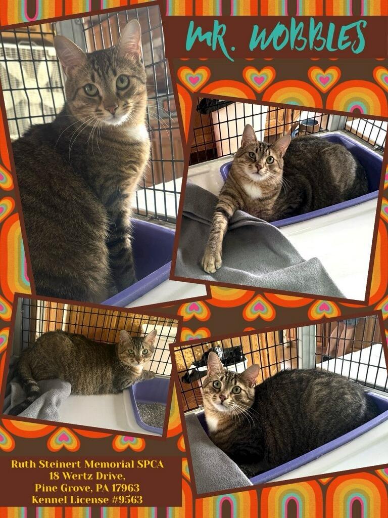 Mr. Wobbles, Adoptable, Young Male Domestic Short Hair.