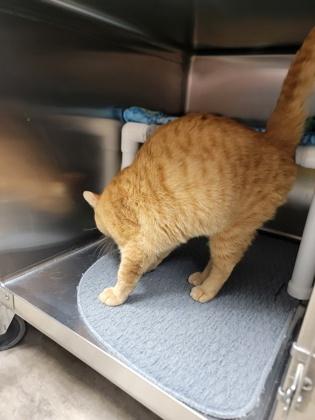 Enlarge Tucker, a Adoptable mixed breed in Fergus Falls, MN image 1/2
