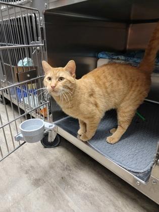 Enlarge Tucker, a Adoptable mixed breed in Fergus Falls, MN image 2/2