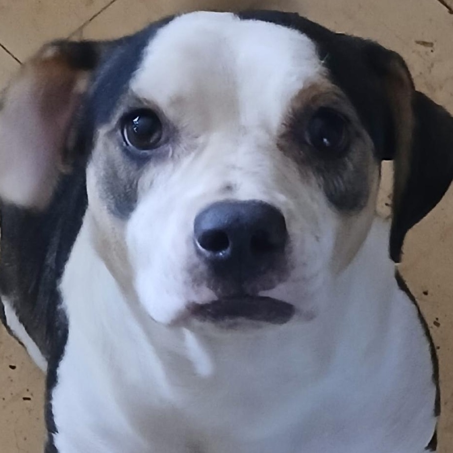 Enlarge Soulful Eyes "Cal", a Adoptable mixed breed in Cumberland, RI image 2/2