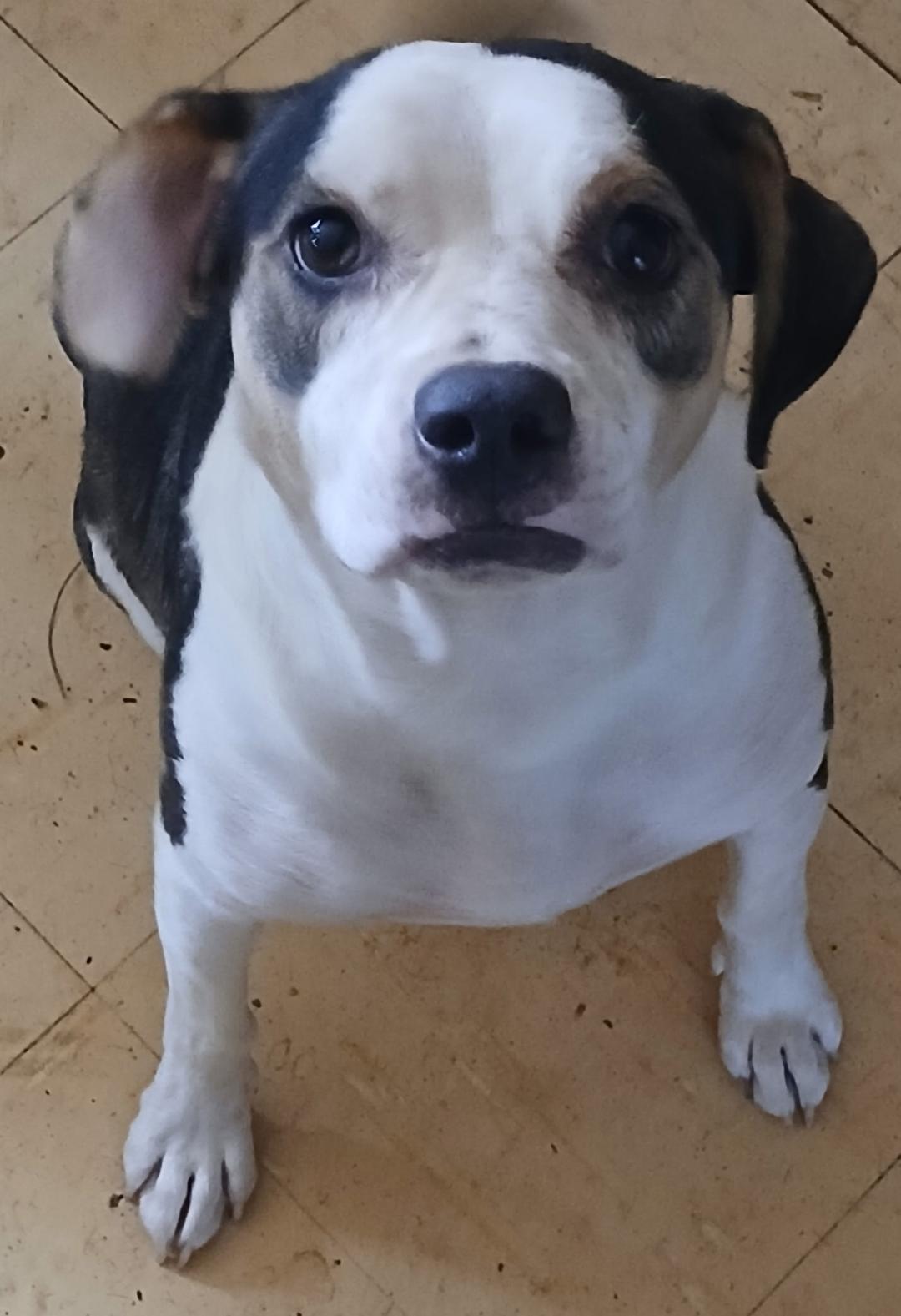 Soulful Eyes "Cal", Adoptable, Adult Male Beagle & Jack Russell Terrier.