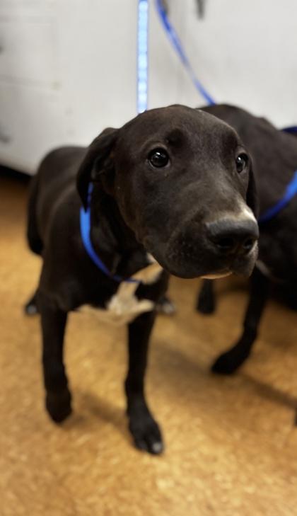 Enlarge Karly, a Adoptable mixed breed in Madera, CA image 1/1