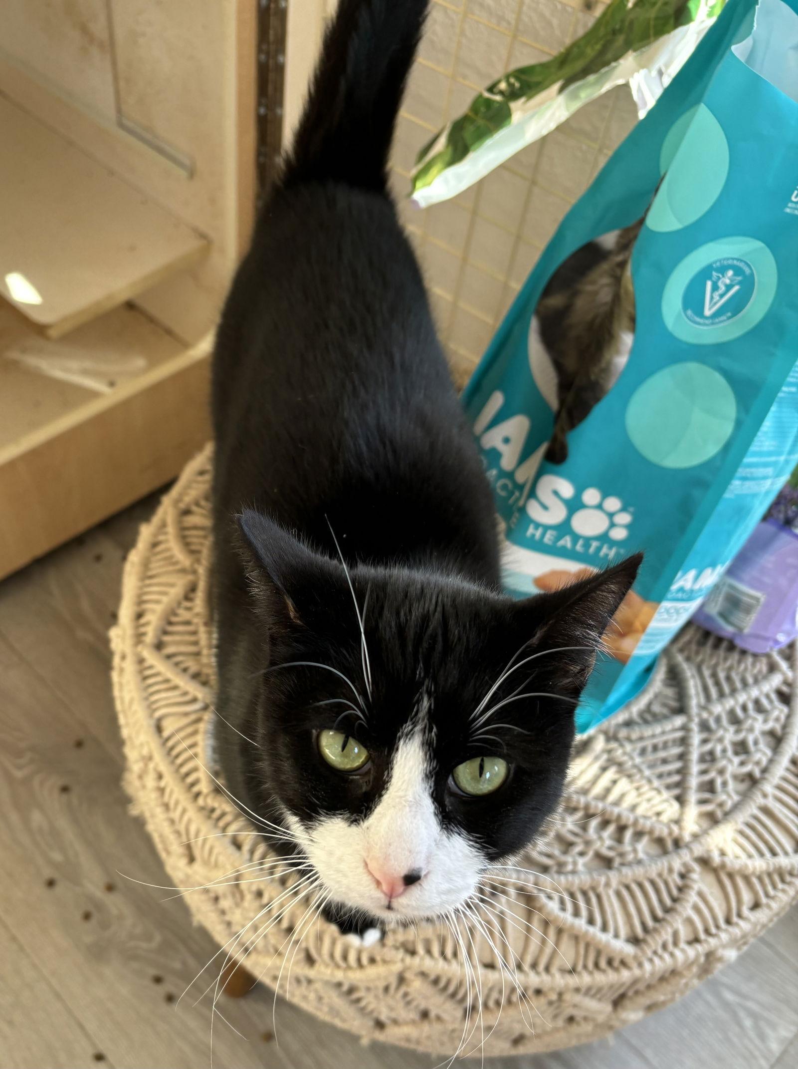 Boots ( NAPA Petco), Adoptable, Young Male Tuxedo.