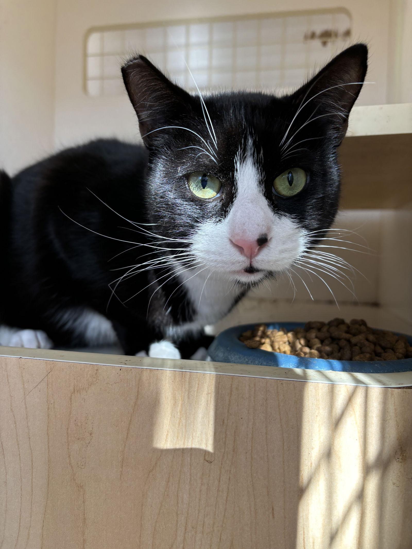 Boots ( NAPA Petco), Adoptable, Young Male Tuxedo.