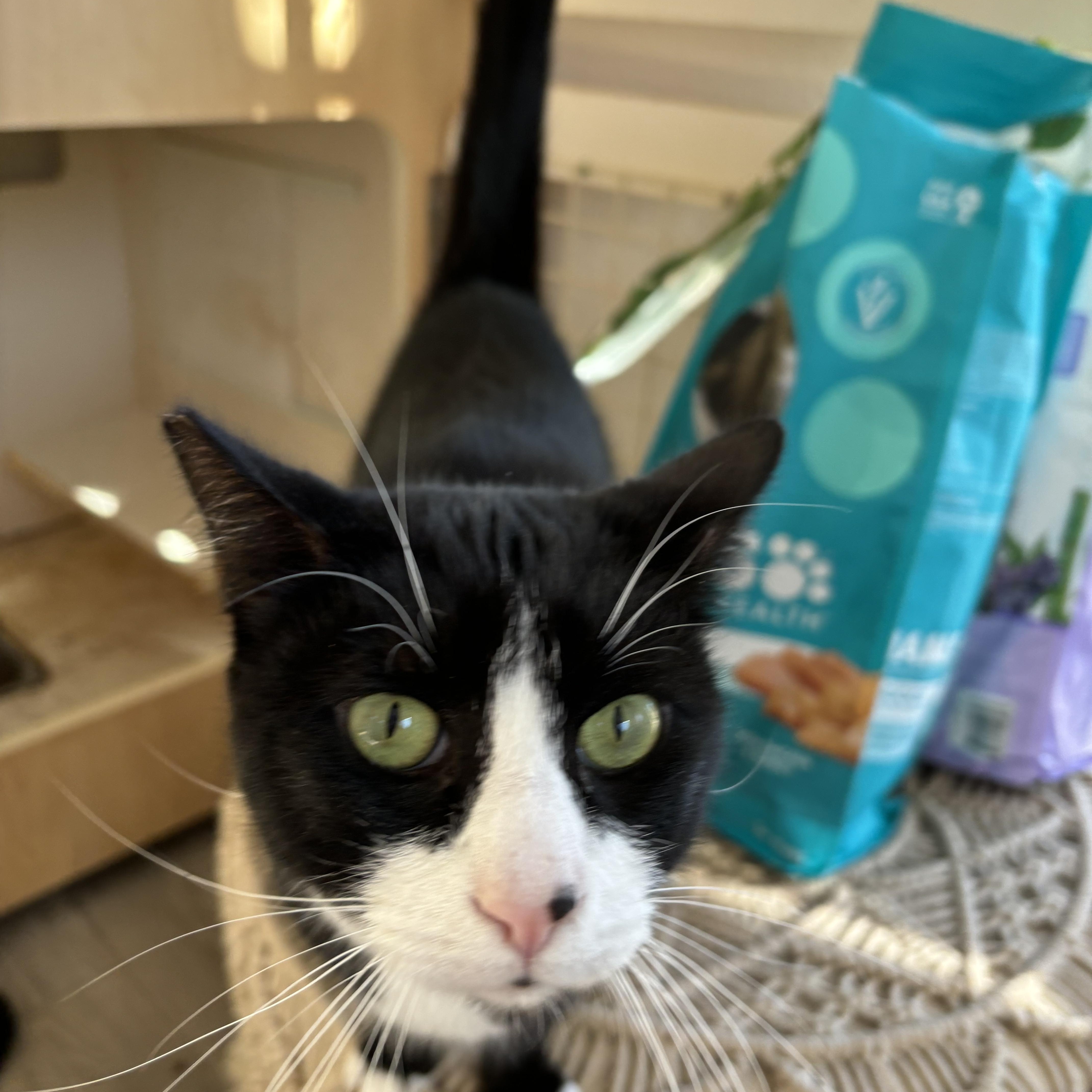 Boots ( NAPA Petco GD) photo 3