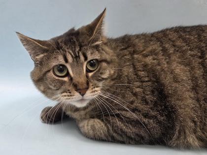 Lily, Adoptable, Adult Female Domestic Short Hair & Domestic Short Hair.