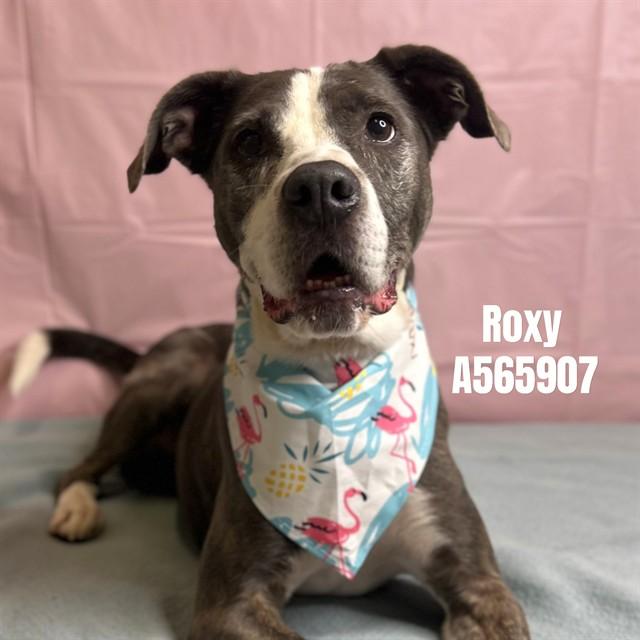 Enlarge ROXY, a Adoptable mixed breed in Huntsville, AL image 1/1