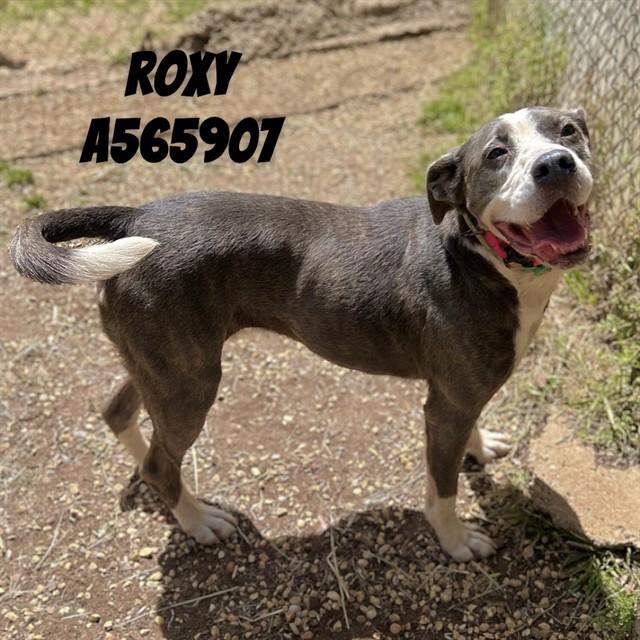 Enlarge ROXY, a Adoptable mixed breed in Huntsville, AL image 1/1